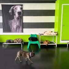 dog-hotels-in-chicago