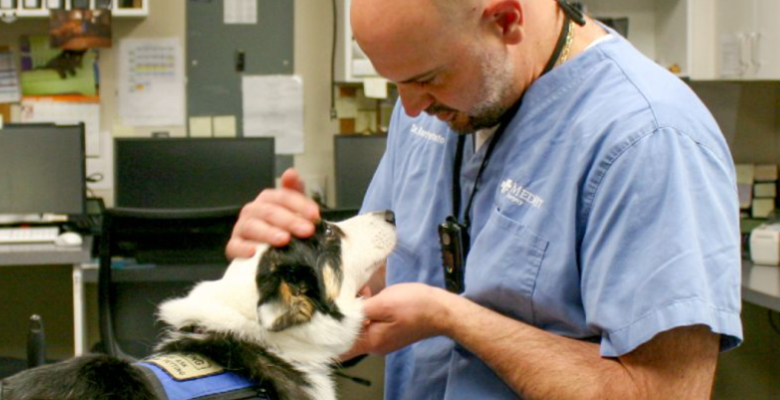 What services does the MedVet hospital provide