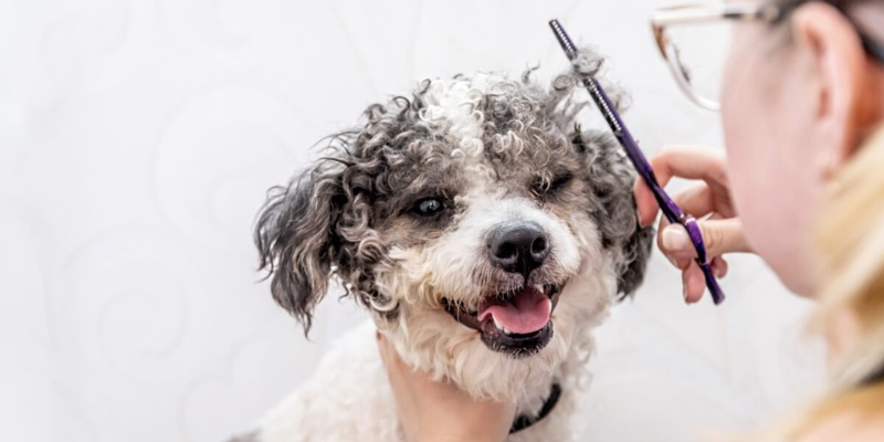 dog grooming at Found Chicago
