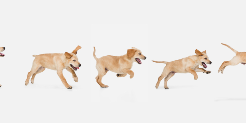 a dog in various poses