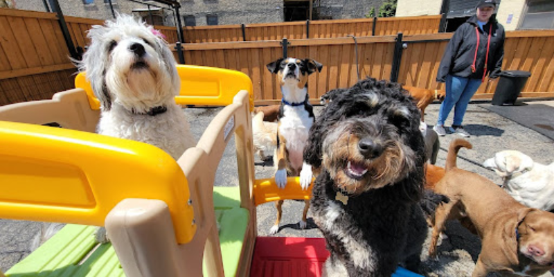 day care services at Fit Dog Chicago 