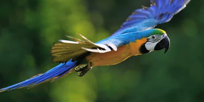 Blue & Gold Macaws at Wild Adventures Atlanta